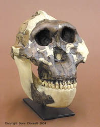 Australopithecus boisei Skull - KNM OH5- Zinjanthropus With Jaw